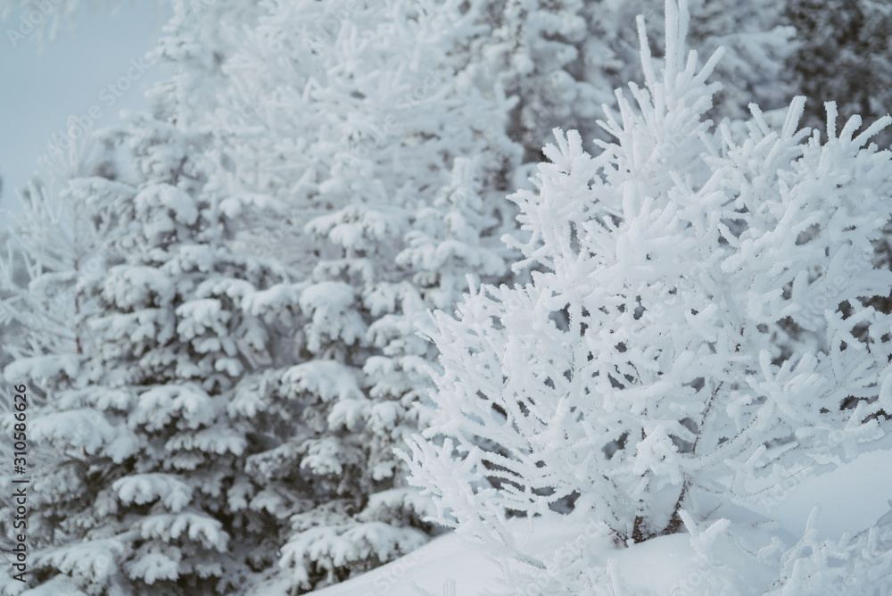 bushes covered in snow bushes covered in snow