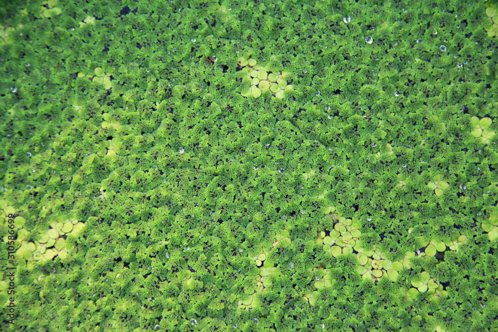 Texture of Duckweed, Mosquito fern