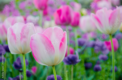Tulpen