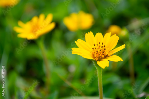 yellow cosmos flower in garden