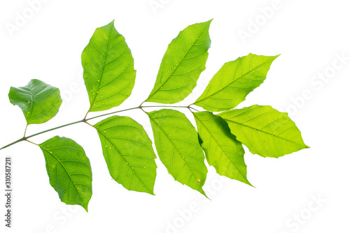 green leaf brunch isolate on white background