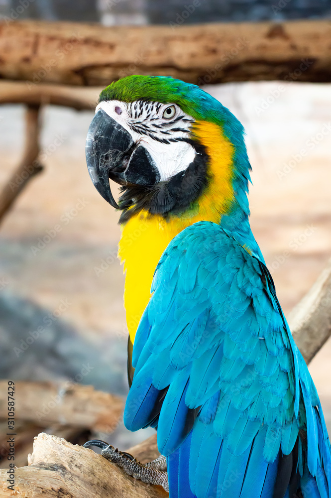 Fototapeta premium Blue and yellow Macaws parrot on timber