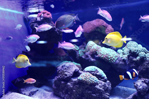 Different tropical fishes swimming in aquarium water