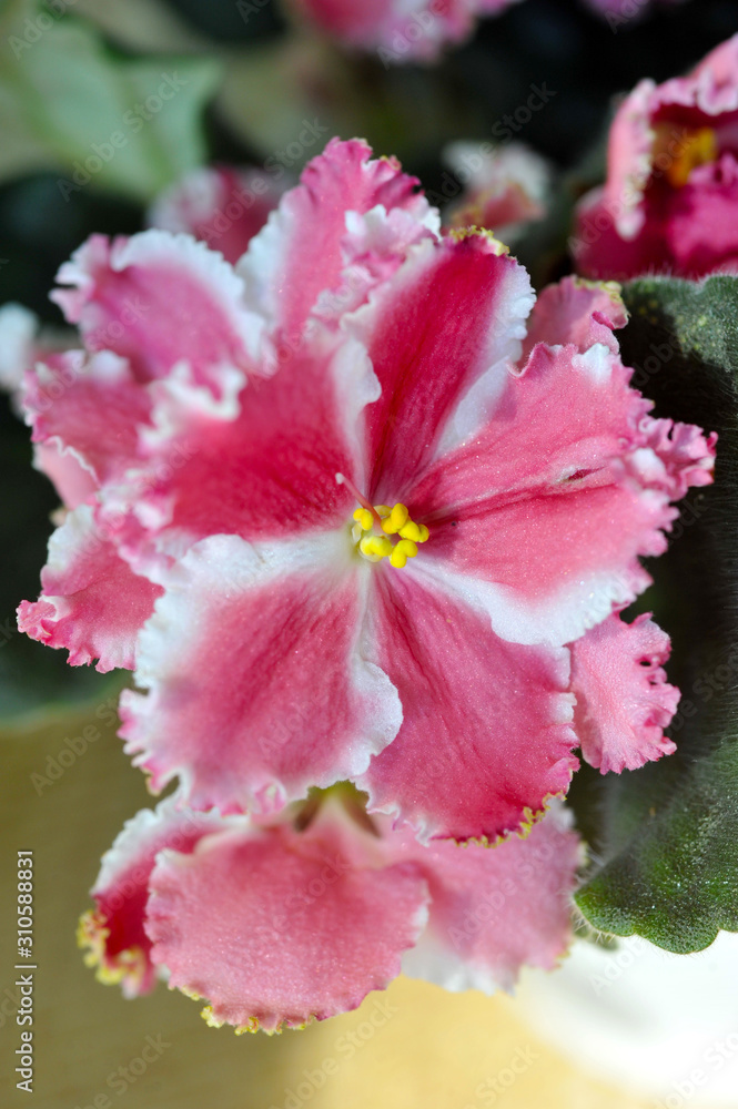 Saintpaulia (African violets) flower in the pot close up. Saintpaulia (African violets) flower in the pot close up.