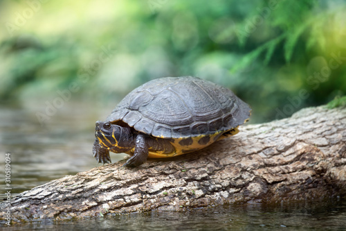 Water turtle Walk on a tree. Wild animal in a natural environment