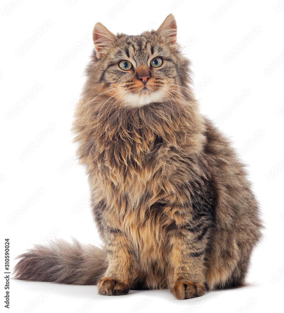 Brown house cat. Brown house cat.