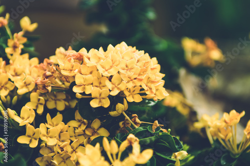 Beautiful yellow ixora or spike flower.