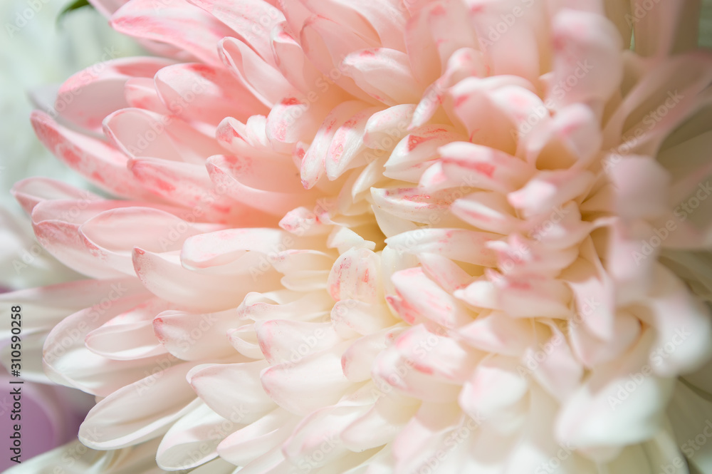 close up petals of  beutiful  pink flower