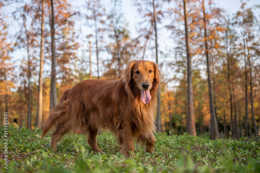 Golden retriever walking in the woods Golden retriever walking in the woods