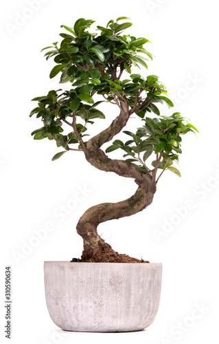 Bonsai tree potted plant