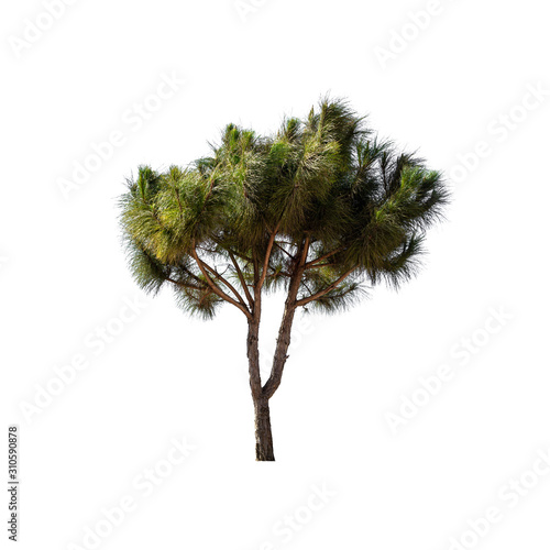 pine tree isolated on white © ParinPIX