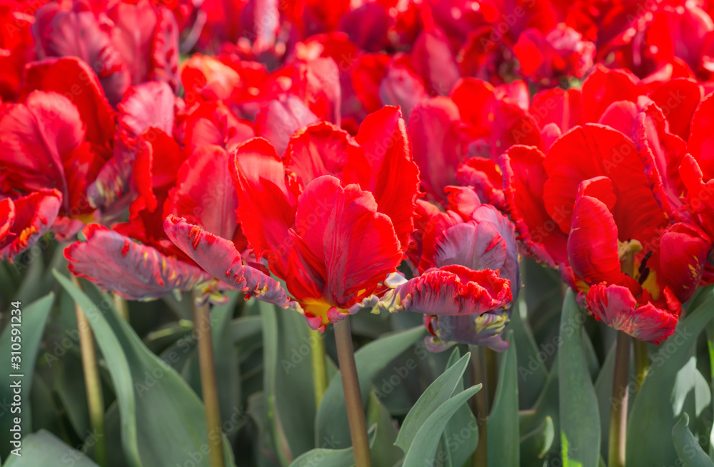 Naklejka premium Petal of a vivid red tulip