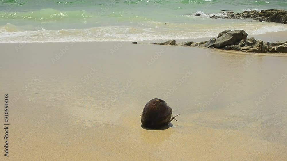 coconut on beach and wave coconut on beach and wave
