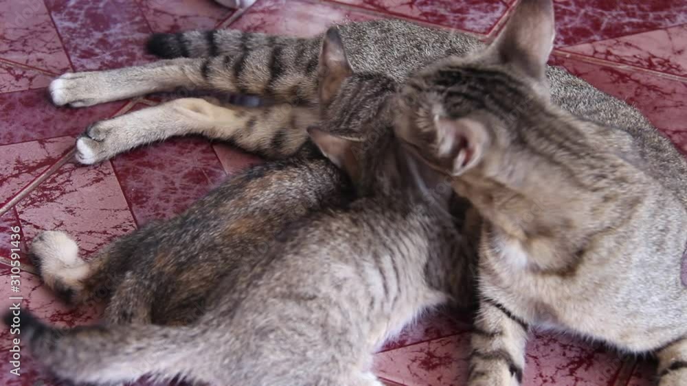Cats baby drinking milk from mom's breast on background Cats baby drinking milk from mom's breast on background
