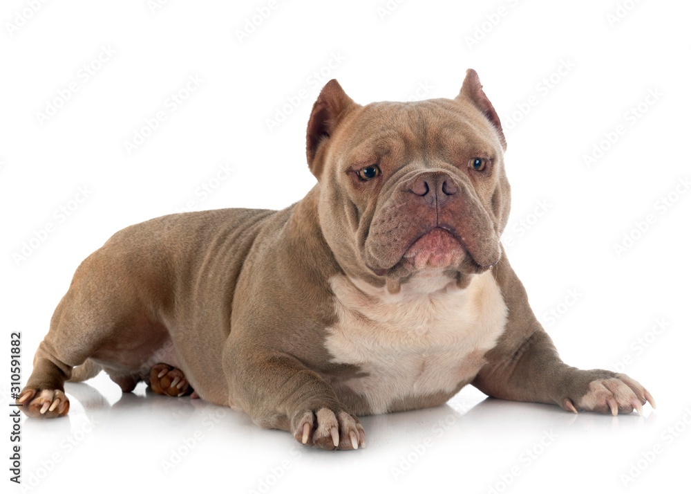 american bully in studio american bully in studio