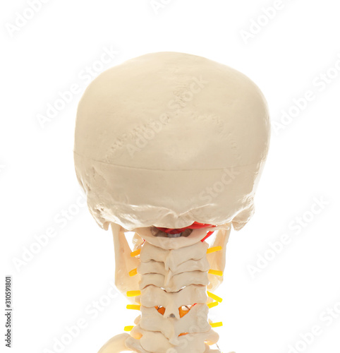 Artificial human skeleton model isolated on white, closeup