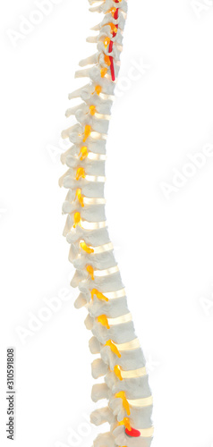 Artificial human spine model isolated on white  closeup