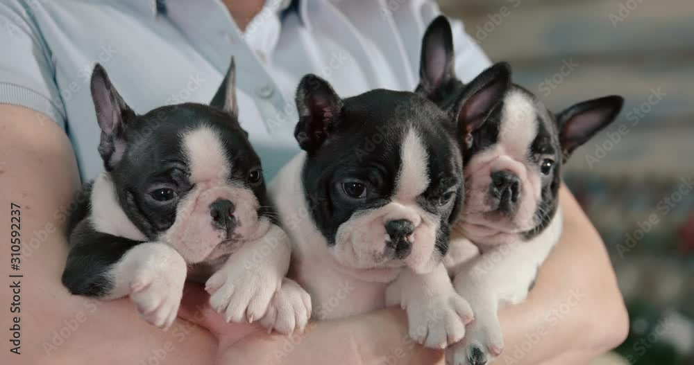 Girl holds on his hands three charming puppies. Puppies breed boston terrier age 1.5 months. Girl holds on his hands three charming puppies. Puppies breed boston terrier age 1.5 months.