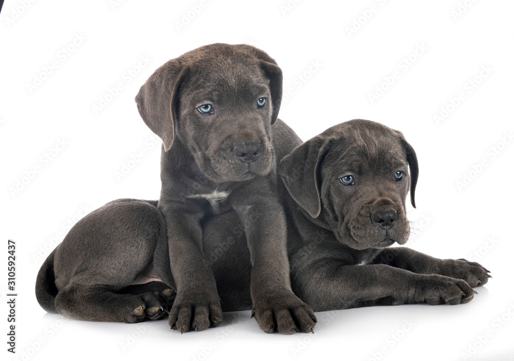 Obraz premium puppies cane corso