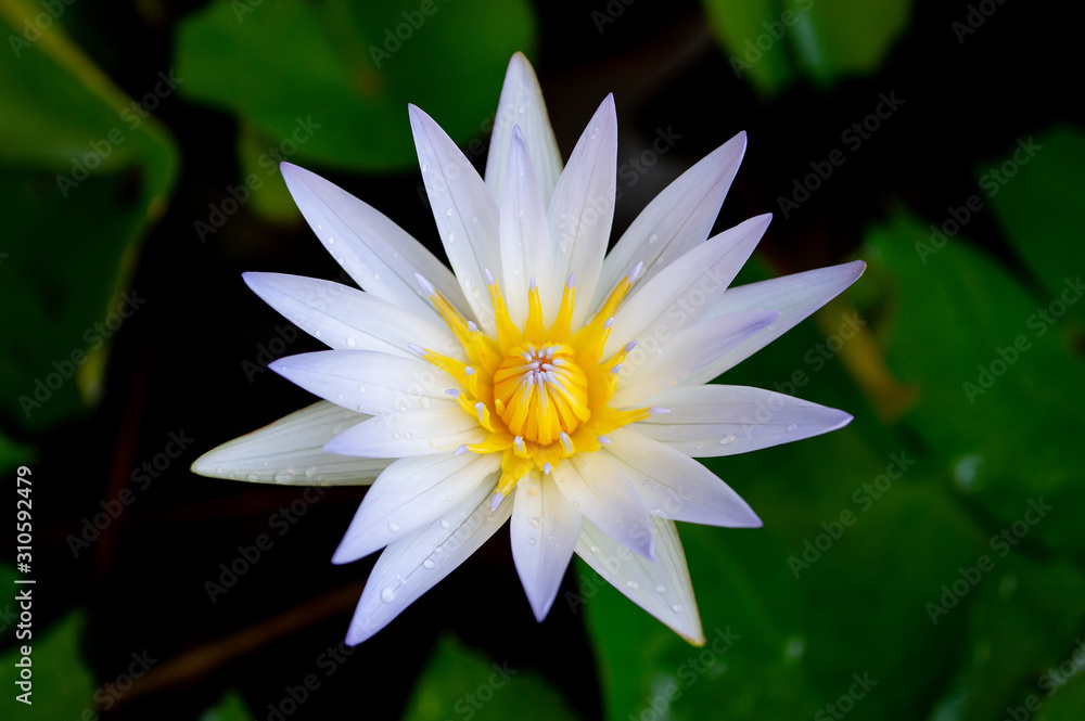 white lotus and green leaf on black background white lotus and green leaf on black background