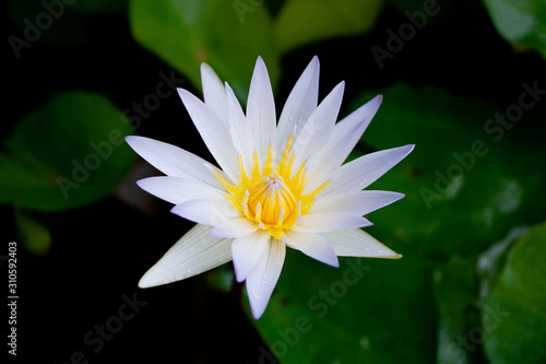 white lotus and green leaf on black background