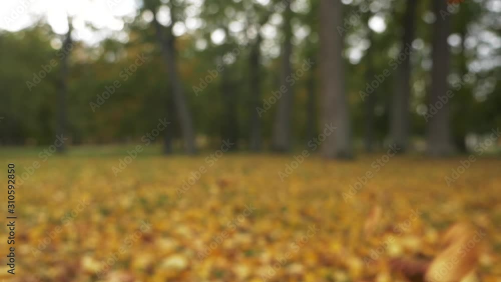 Falling Autumn Leaves. Shallow focus Falling Autumn Leaves. Shallow focus