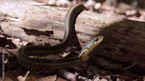Snake on a dead log in a park forest. photo