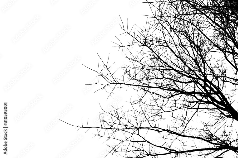 silhouette branch die  tree on white background