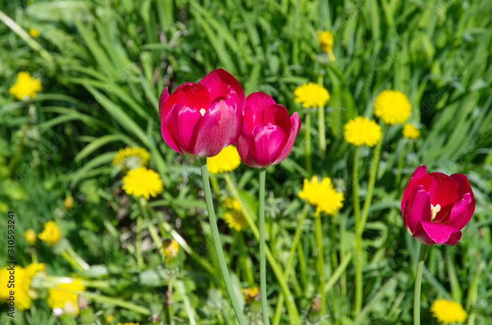 Crimson tulips on the background of yellow dandelions Crimson tulips on the background of yellow dandelions