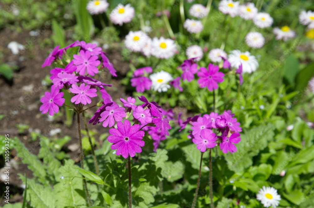 Primula cortusoides blooms on a flower bed in the garden