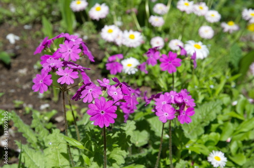Primula cortusoides blooms on a flower bed in the garden