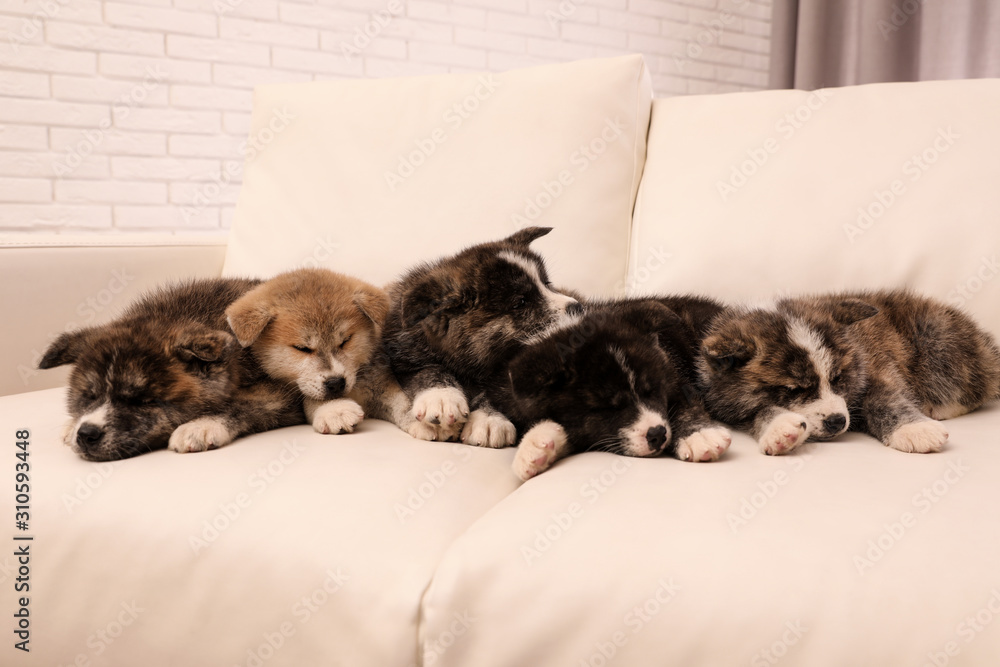 Cute Akita inu puppies on sofa indoors. Friendly dogs Cute Akita inu puppies on sofa indoors. Friendly dogs
