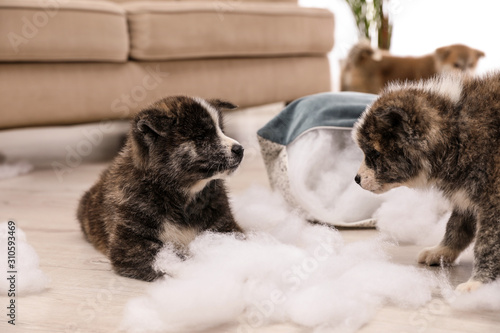 Cute Akita inu puppies playing with ripped pillow filler indoors. Mischievous dogs