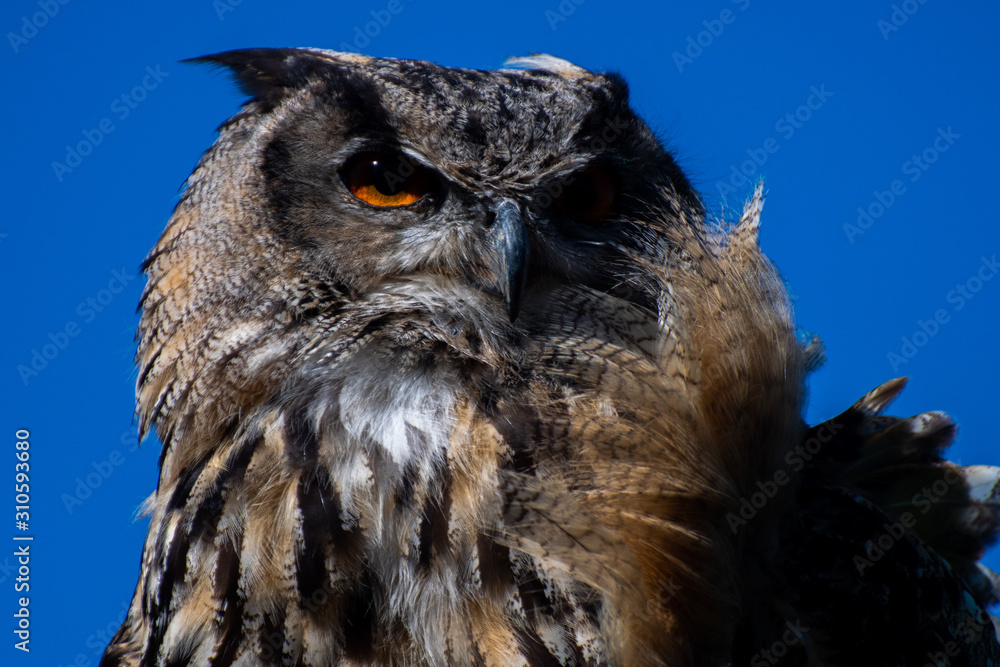 Fototapeta premium Uhu