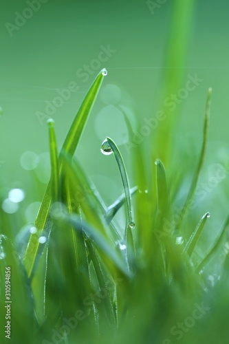 Spring grass.Green grass with water drops background in the sun. Dew on grass spring background.