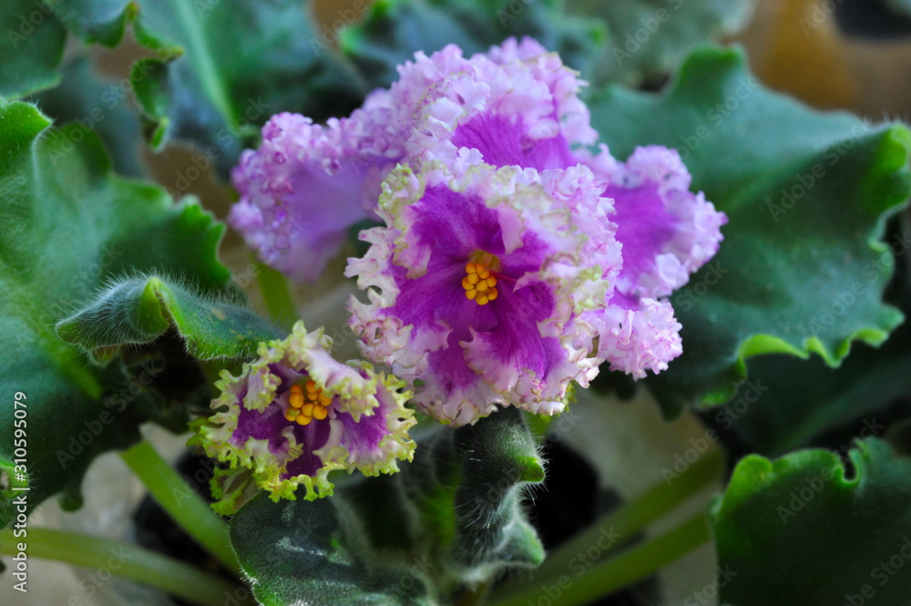 Saintpaulia (African violets) flower in the pot close up. Saintpaulia (African violets) flower in the pot close up.
