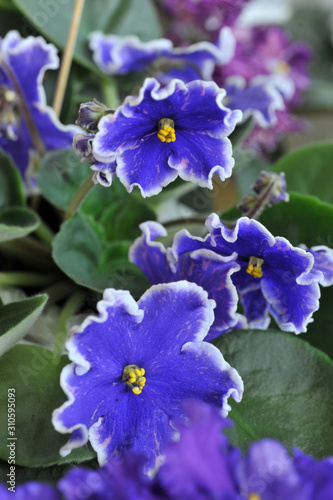 Saintpaulia (African violets) flower in the pot close up.
