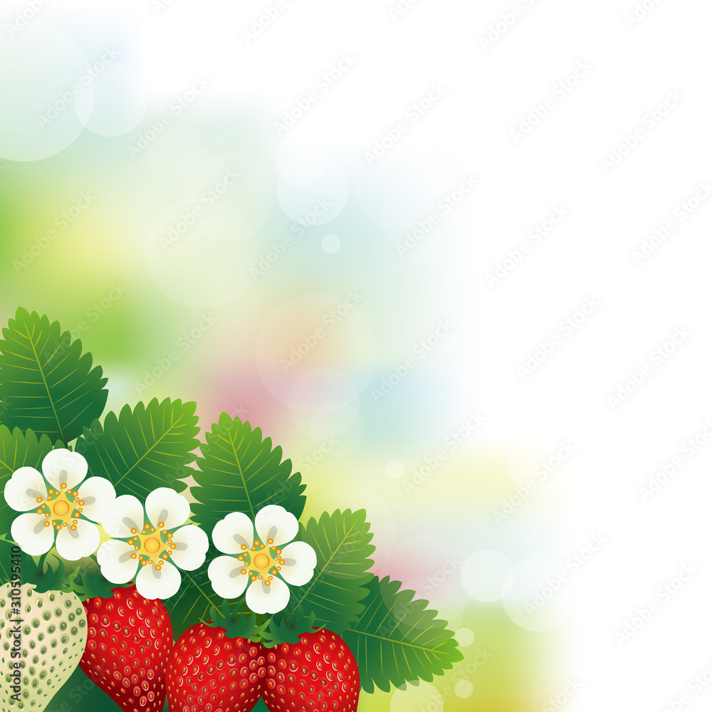 Fototapeta premium strawberries in the bright sunlight