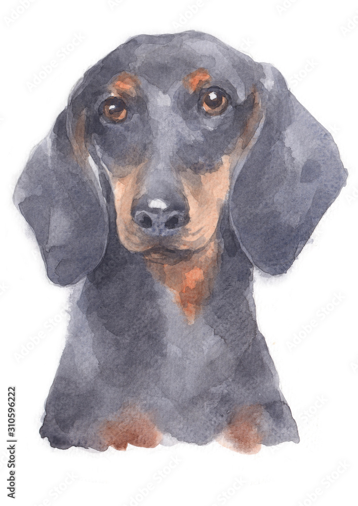 Water colour painting of Miniature Dachshund 102