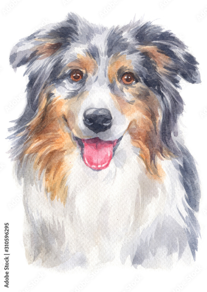 Water colour painting of Australian Shepherd 106