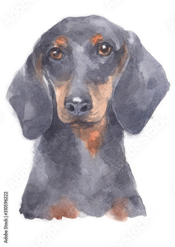 Water colour painting of Miniature Dachshund 102