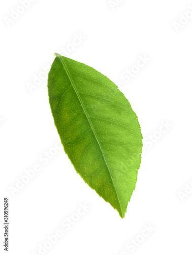 Fresh green citrus leaf isolated on white