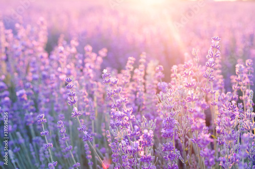 Lavender bushes closeup on sunset. Sunset gleam over purple flowers of lavender. Provence region of france.