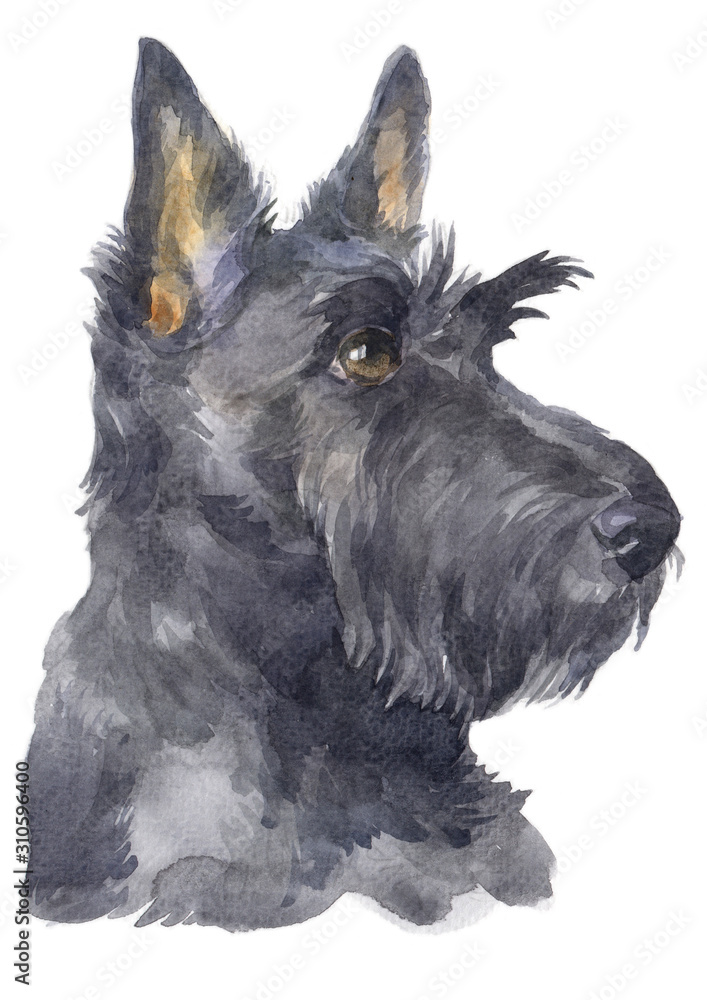 Water colour painting of Scottish Terrier 113