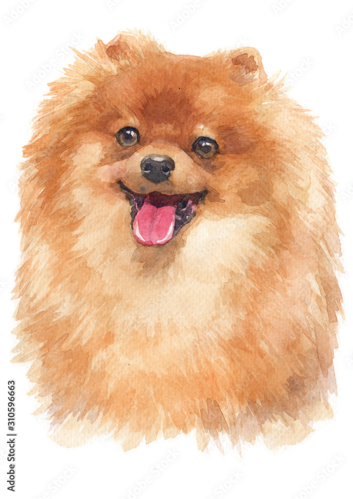Fototapeta premium Water colour painting of Pomeranian 132