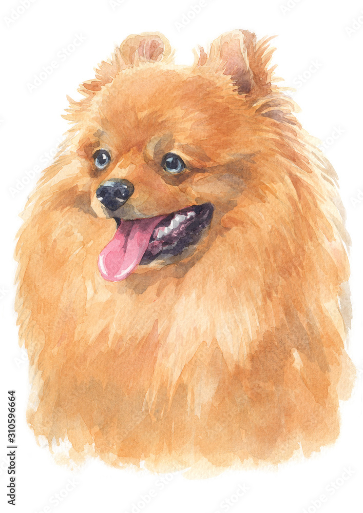 Obraz premium Water colour painting of Pomeranian 133