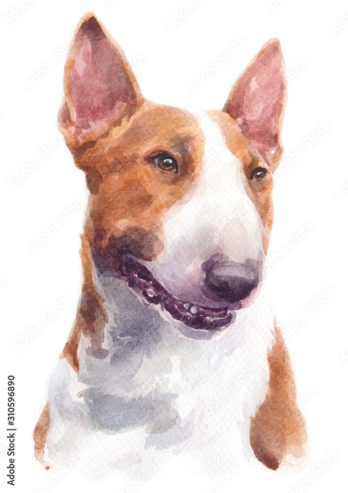 Water colour painting of Bull Terrier 150