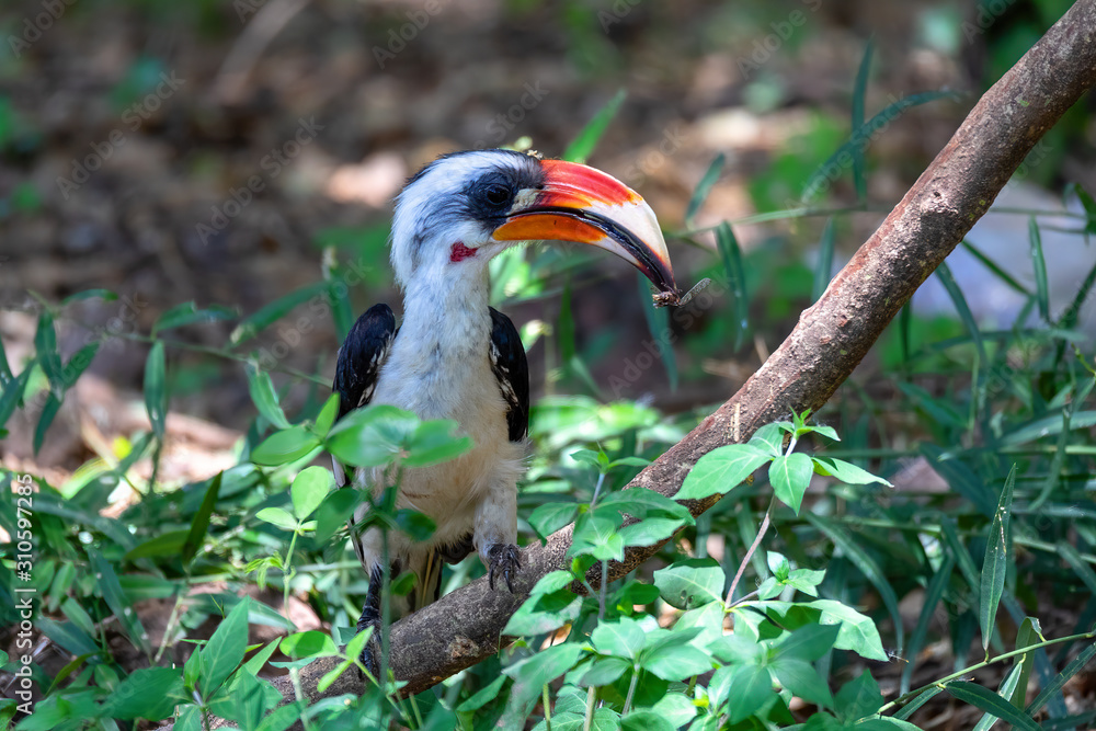 Obraz premium bird Von der Decken's Hornbill on ground. Tockus deckeni, Lake Chamo, Arba Minch, Ethiopia wildlife