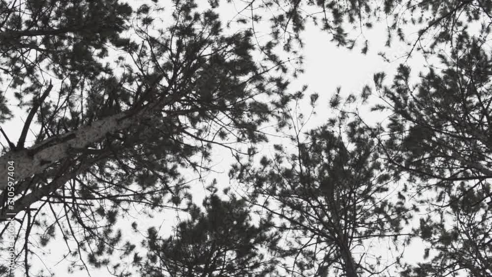 Rotating shot of pine trees Rotating shot of pine trees