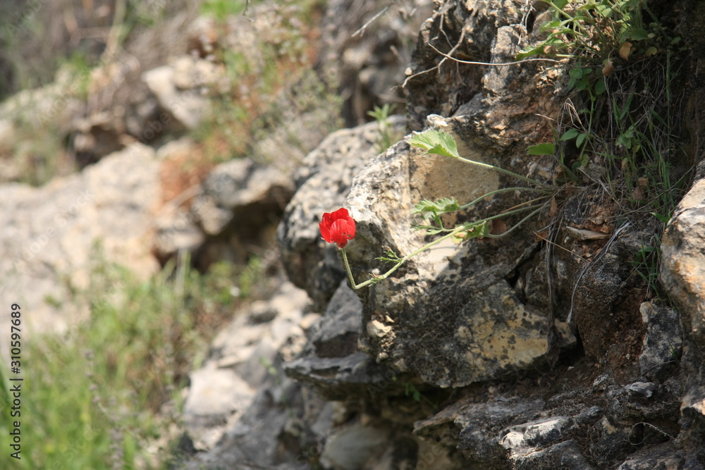 Desert flower